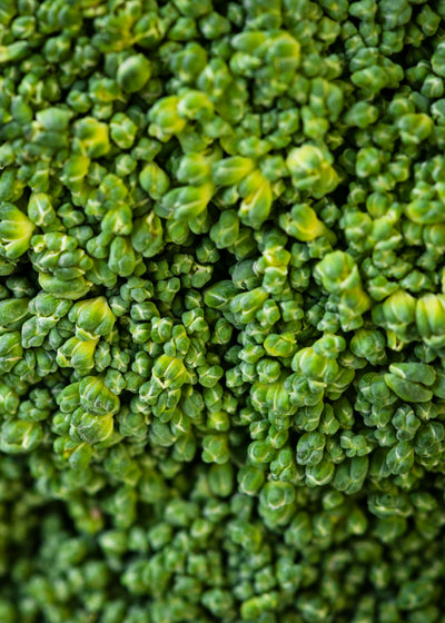 Bacopa monnieri